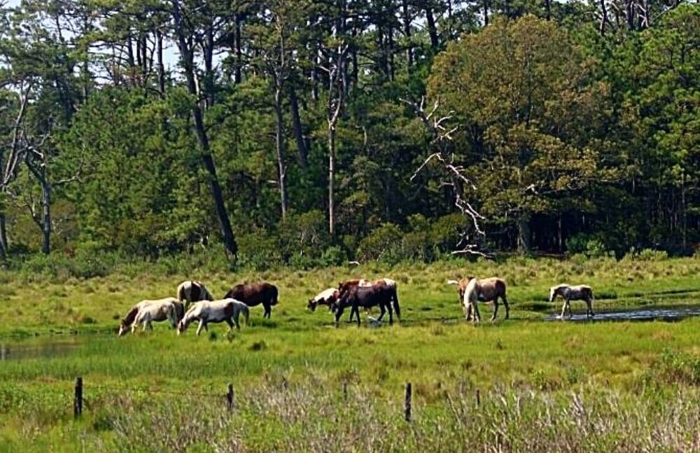 Ponies of Chincoteague