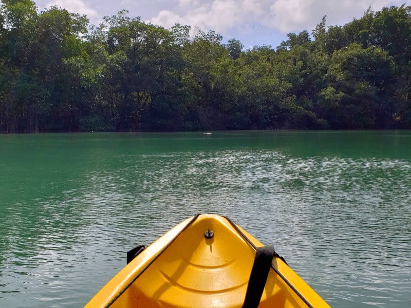Kayaking with manatees Virginia Key