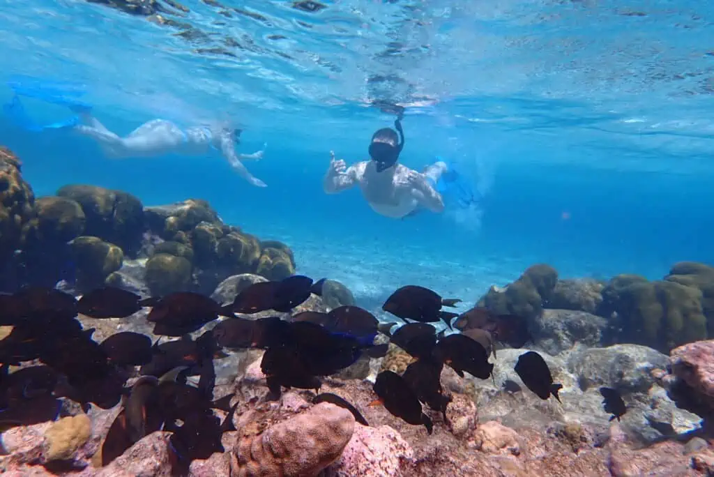 Snorkeling Mangel Halto Aruba