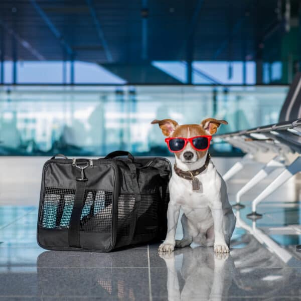 Flying With A Dog? Tips From Vets, Trainers, & Dog Parents