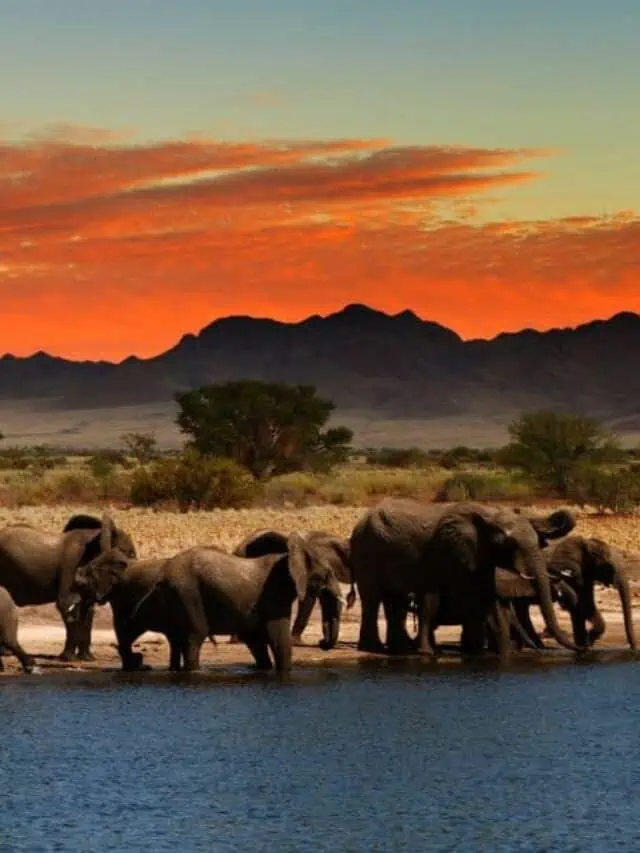 8 African Safari Experiences for Your Next Adventure Story