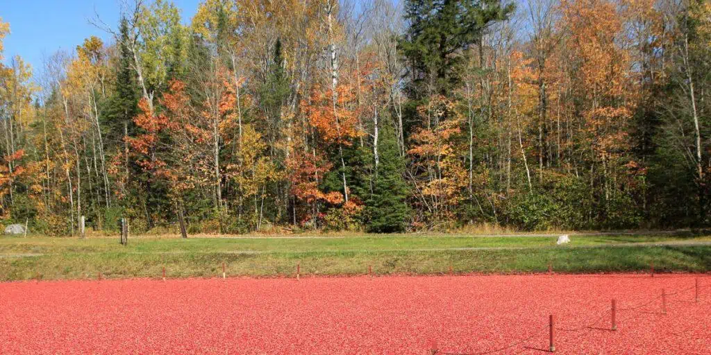 Cranberry Bog in the Fall