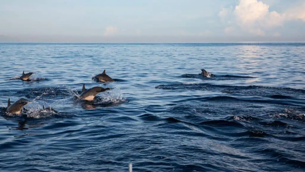 Dolphins in Lovina, Bali