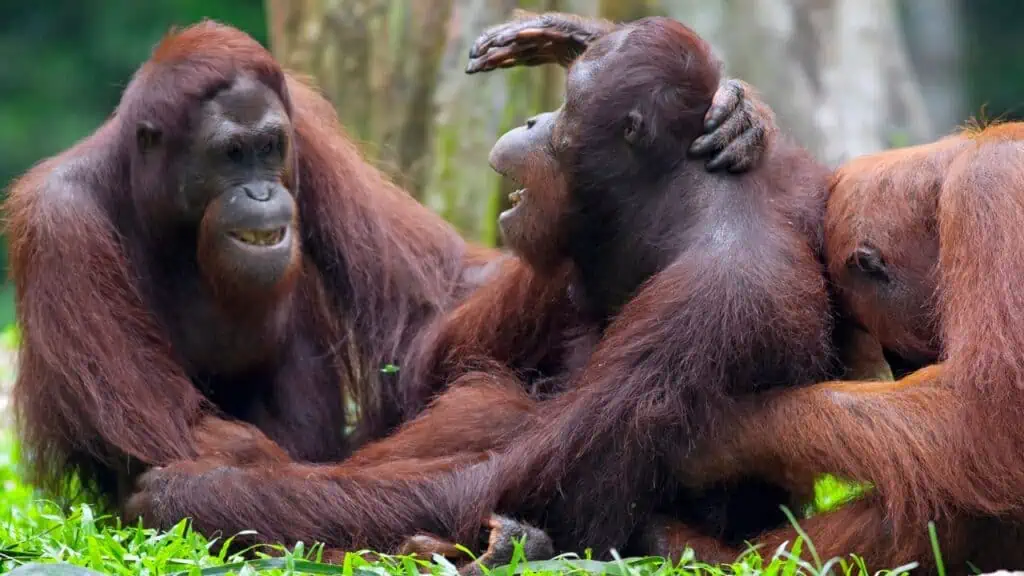 Orangutan in North Boreno, Malaysia