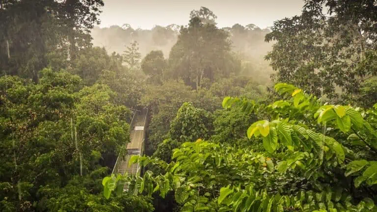 Sepilok, Borneo Rainforest