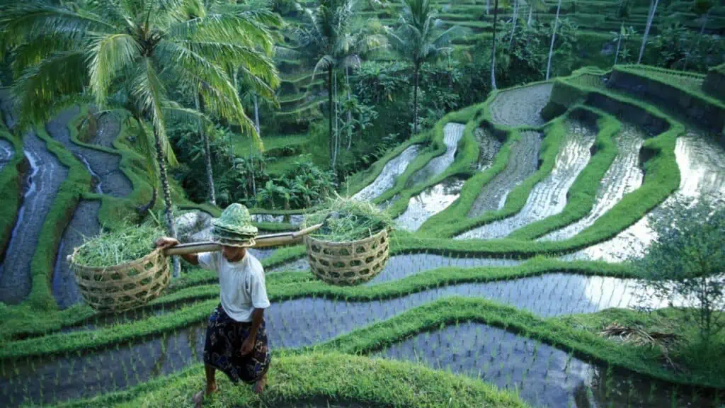Tegalalang Rice Fields in Bali
